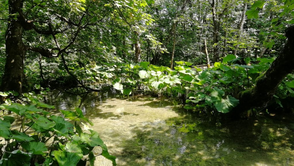 Forêt des lacs de Plitvice